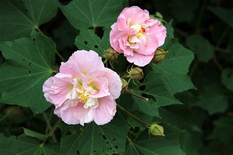 芙蓉 毒性|芙蓉花的特点，附芙蓉的观赏价值